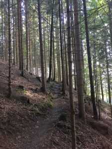 Wald-Wurzel-Weg