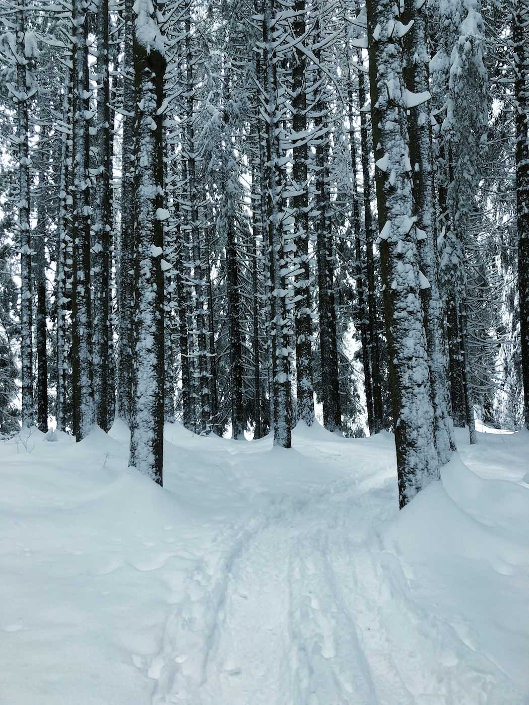 Durch den tief verschneiten Winterwald