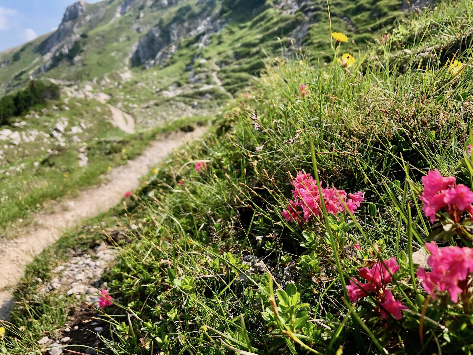 Blumenpracht beim Aufstieg zum Lachenjoch