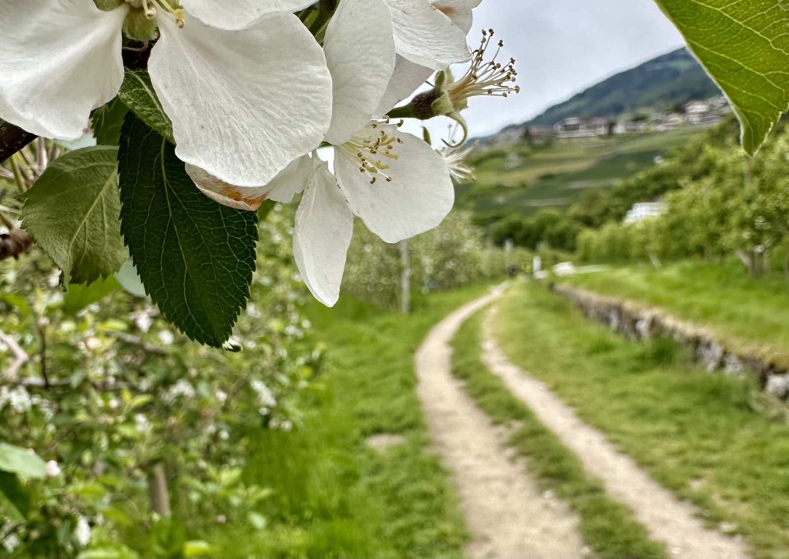 Am Beginn des Maiser Waalwegs geht es durch die Apfelbaum-Plantagen mit Blick auf Schenna