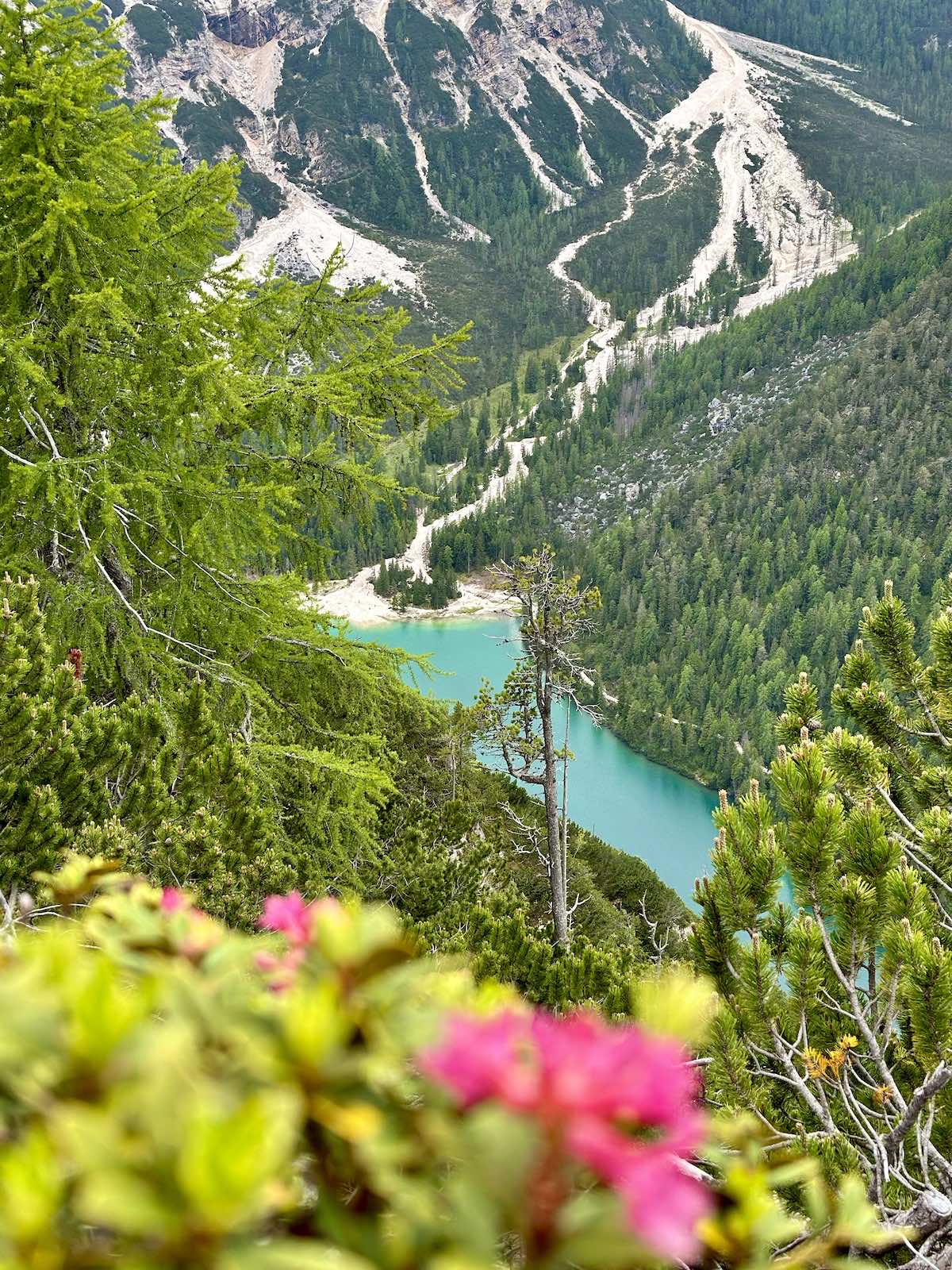 Tiefblick auf den Pragser Wildsee, Alpenrosenblüte inklusive